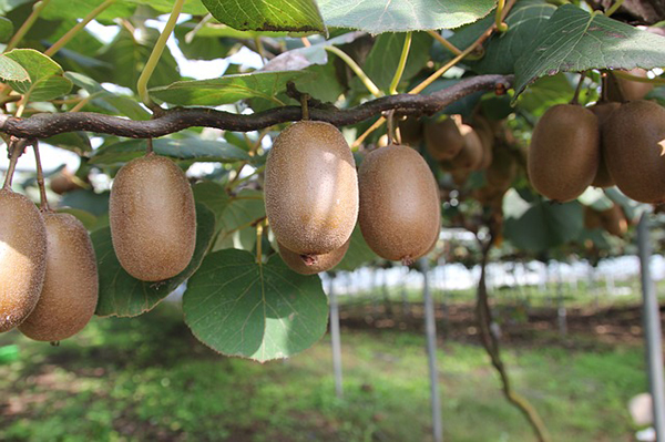 Kiwi, aumentano i consumi in Asia, Europa e Usa