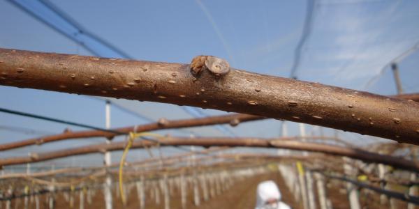 Come aggirare il mancato fabbisogno in freddo delle piante