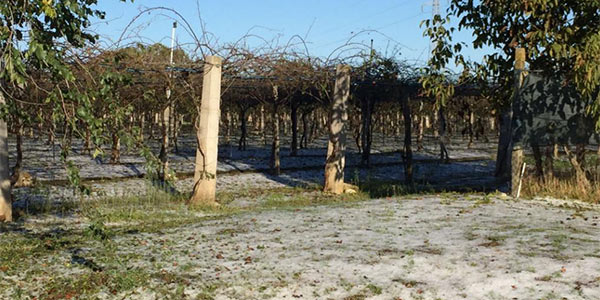 Kiwi, bomba di grandine su Latina 