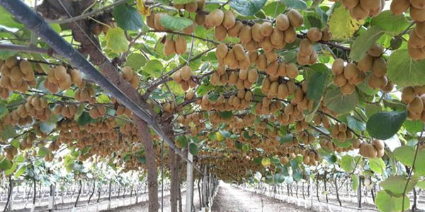 Kiwi, in futuro ci sarà da sgomitare