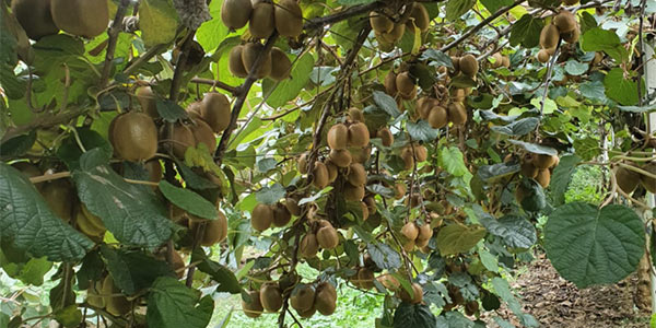 Kiwi Hayward, al via le raccolte in Romagna 