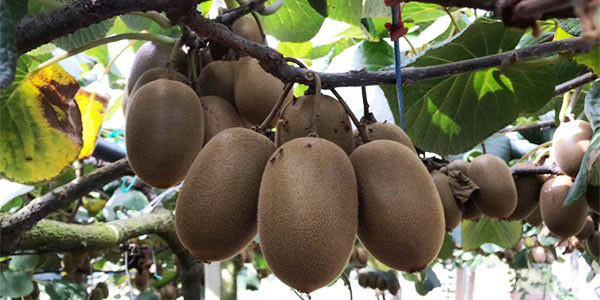 Kiwi, ecco alcuni consigli per prevenire la moria
