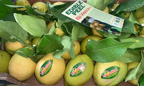 Limone di Messina Igp, al via la raccolta