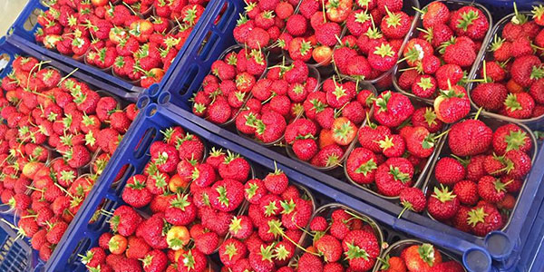 La Favetta: «Fragole, per ora tutto procede al meglio»