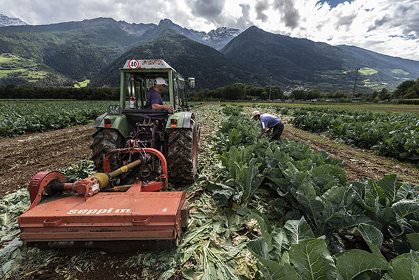 Un piano d'azione per l'agricoltura montana altoatesina
