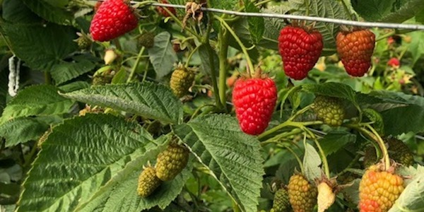 Lamponi e piccoli frutti, una stagione lunga 12 mesi