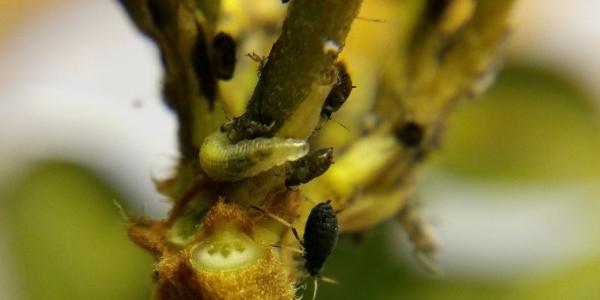 Il biocontrollo degli afidi ha un nuovo alleato