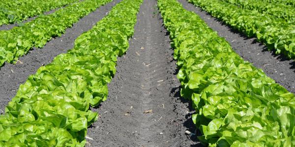 Arriva l'agrofarmaco biodegradabile Peptbio