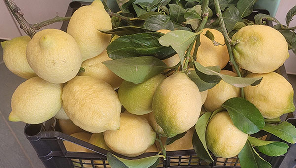Limoni, l'Op Cai si allarga al biodinamico