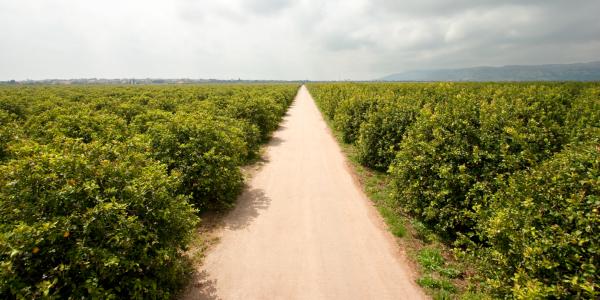 Il limone di Siracusa Igp protagonista di Fanta Limonata