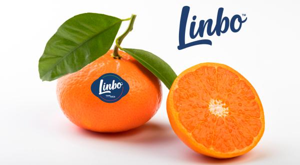 Club Linbo, il bilancio della prima campagna