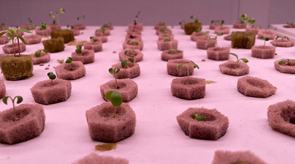 Aeroponica green, obiettivo industrializzazione