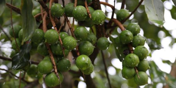 Le noci di macadamia fanno ricca la Cina