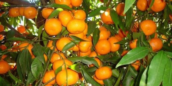 «Mandalate, buone potenzialità ma prezzi insoddisfacenti»