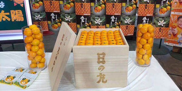 Mandarini a 400 euro il chilo