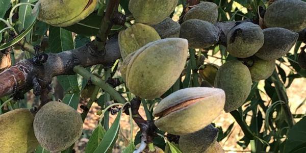 Mandorle Made in Piemonte, si può fare