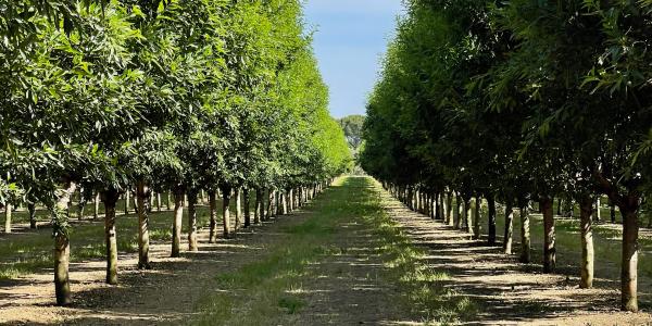 Veracruz Almonds, investimenti e tecnologia