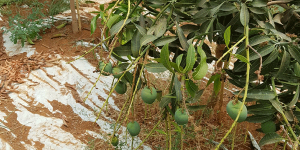 Mango e avocado, 30mila piante innestate nel Sud Italia