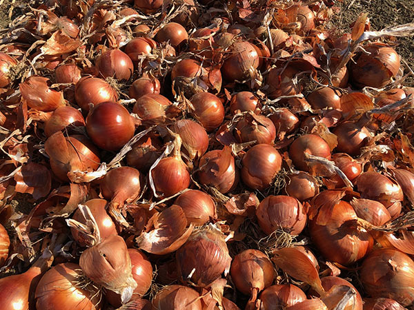 Cipolle, tre nuove varietà per Maraldi Sementi