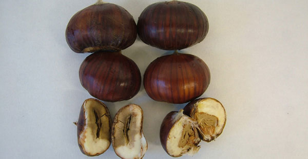 Marciume bruno, la malattia emergente dei castagni