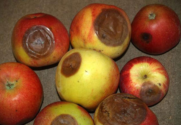 marciume lenticellare mele