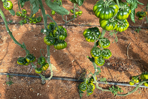 «Marinda, annata positiva nonostante il meteo»