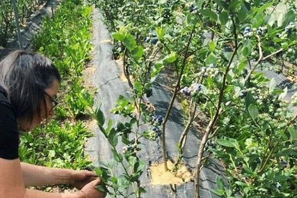 Ortaggi e mirtilli sostenibili, il sogno di Martina Rosa