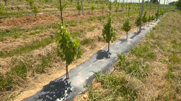 Uva, tutti i vantaggi del telo in Mater Bi di Novamont