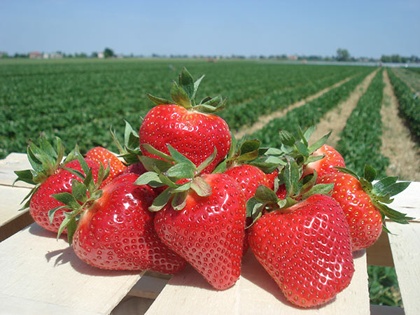 Fragole, il miglioramento genetico traina la crescita