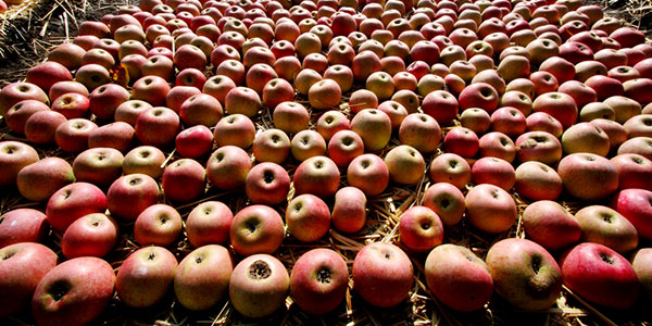«Sei mele Annurche al giorno tolgono la calvizie di torno»