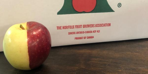 Canada, raccolta una rara mela chimera