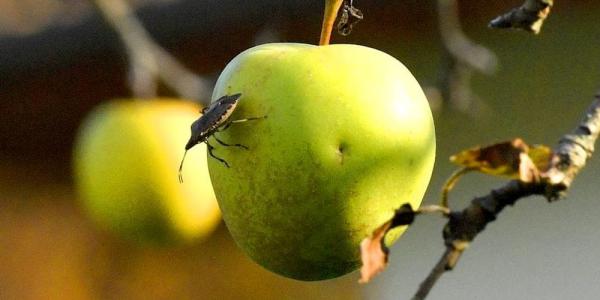 Cimice asiatica, fondamentale l'approccio territoriale