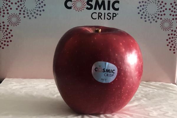 Cosmic Crisp, una mela capace di sorprendere