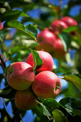 la nuova mela "frizzante"