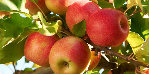 Pink My Life, crescita continua per il club di Pink Lady