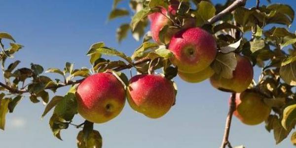 La riscoperta della mela rosa dei monti Sibillini