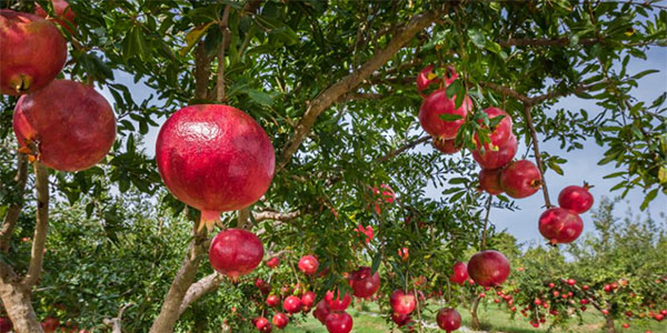 Primi stacchi di melagrane Wonderful in Sicilia