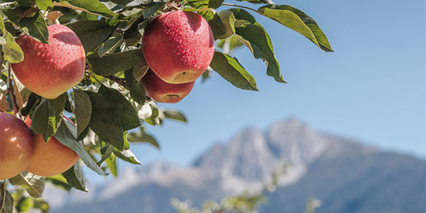 Trentino e Alto Adige, vola l'export di mele