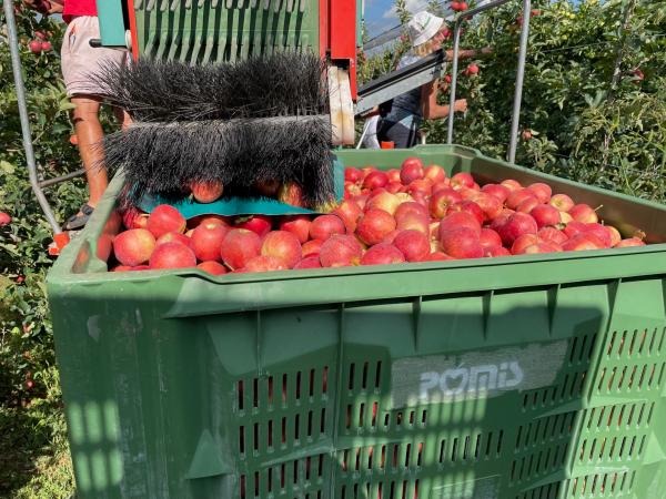 Mele Gala, il clima influenza la pigmentazione