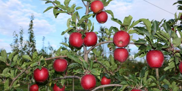 A Interpoma la gamma varietale targata Geoplant