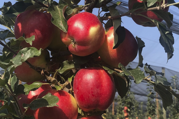 «Mele, così strutturiamo la categoria superdolce»