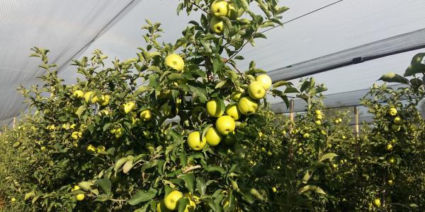 Mela Julia, in Friuli cresce la produzione bio