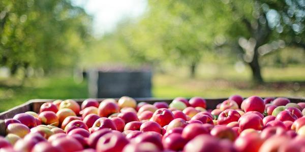 «Operazione Biancaneve»: le mele italiane sono sicure
