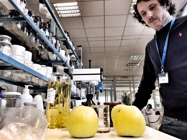 Mele, gli scarti del frutto rivivono nella cosmesi