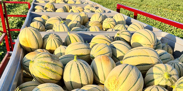 «Ecco perché abbiamo scelto il melone Bernini»