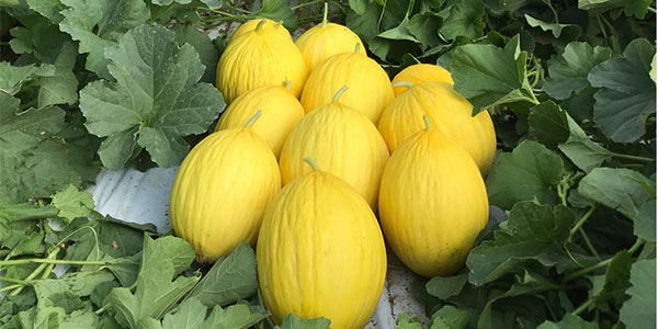 Melone gialletto, una campagna da incorniciare