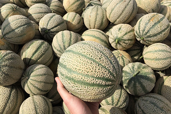 «Melone retato, una campagna segnata da minore produzione»
