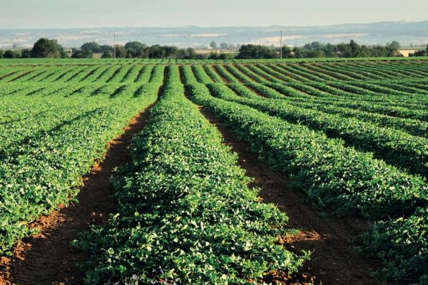Il melone toscano paga lo scotto dell'impennata dei costi