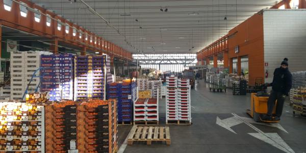 Frutta, il kiwi giallo tira ancora. Prezzi da 7,5 euro/kg