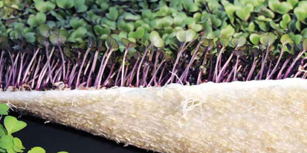 Micro-ortaggi: dimensioni mini, sapore grande 